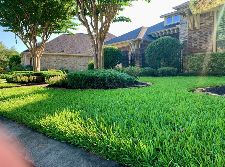 Beautiful green lawn