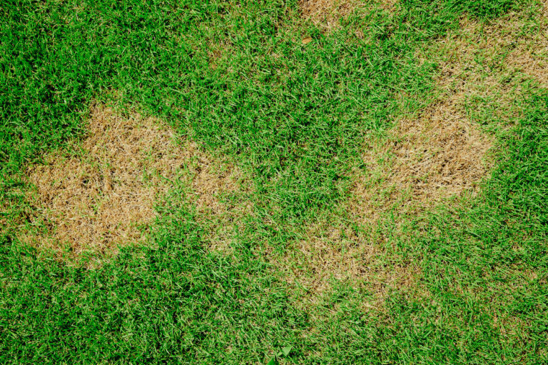 Sod webworm damage sod webworms