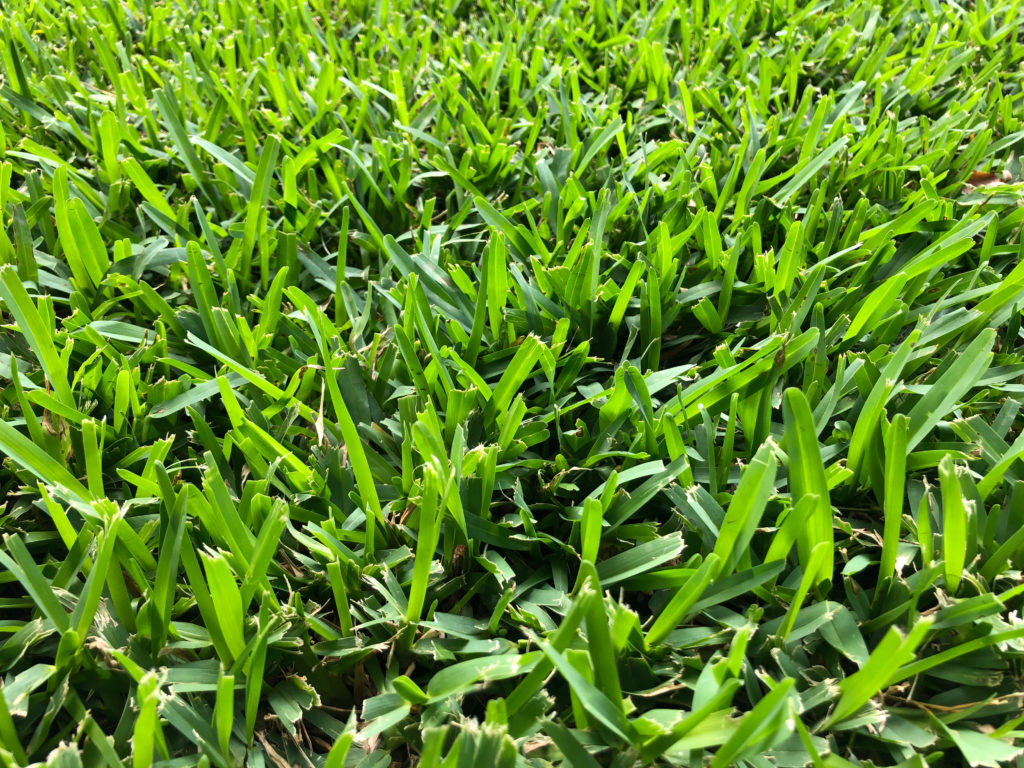Close-up of a green lawn featuring St. Augustine grass in Houston, TX