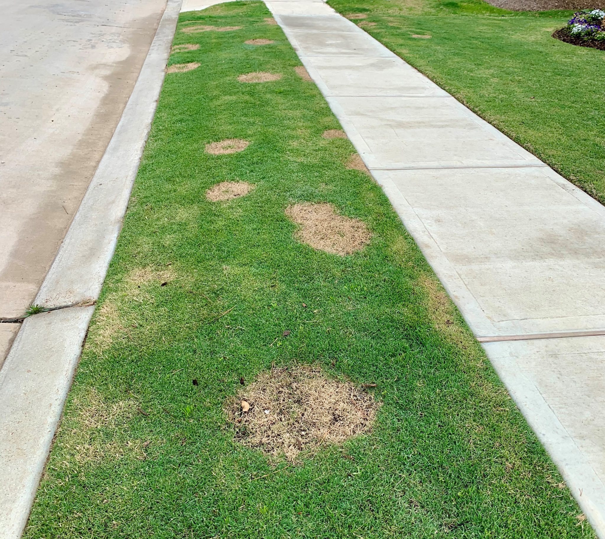 A Few Things About Bermuda Grass