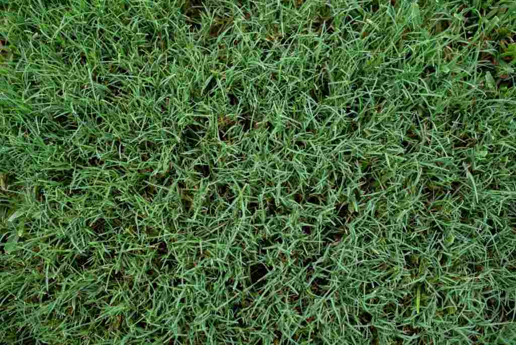 A Home Garden Area Highlighting a Recent Lawn Care Services in Houston, TX