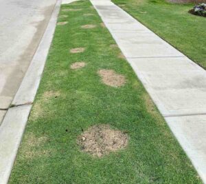 A Home Lawn Area Highlighting a Recent Lawn Care Services in Cypress, TX