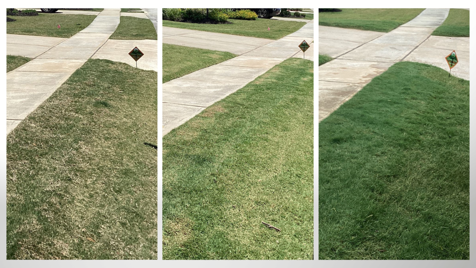 before and after lawn aeration service