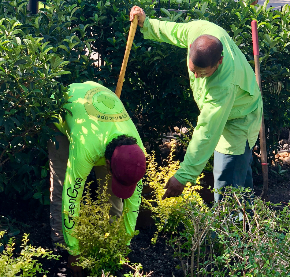 landscape grooming service