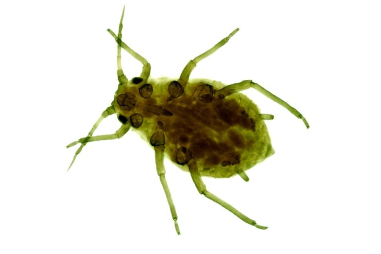 Aphid