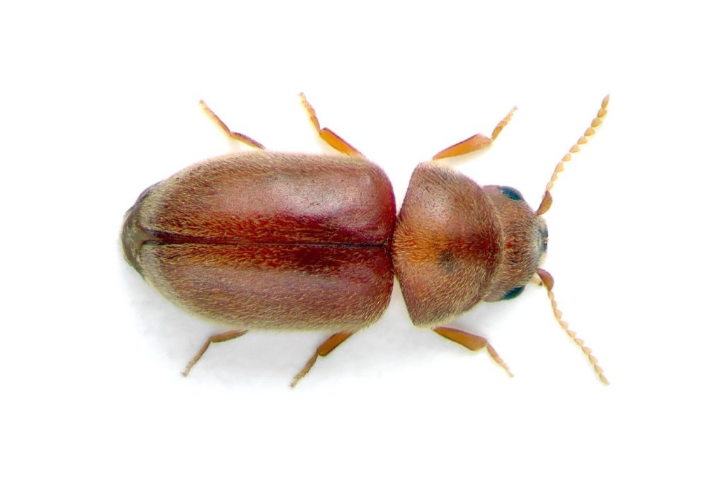 Beetles - pest library