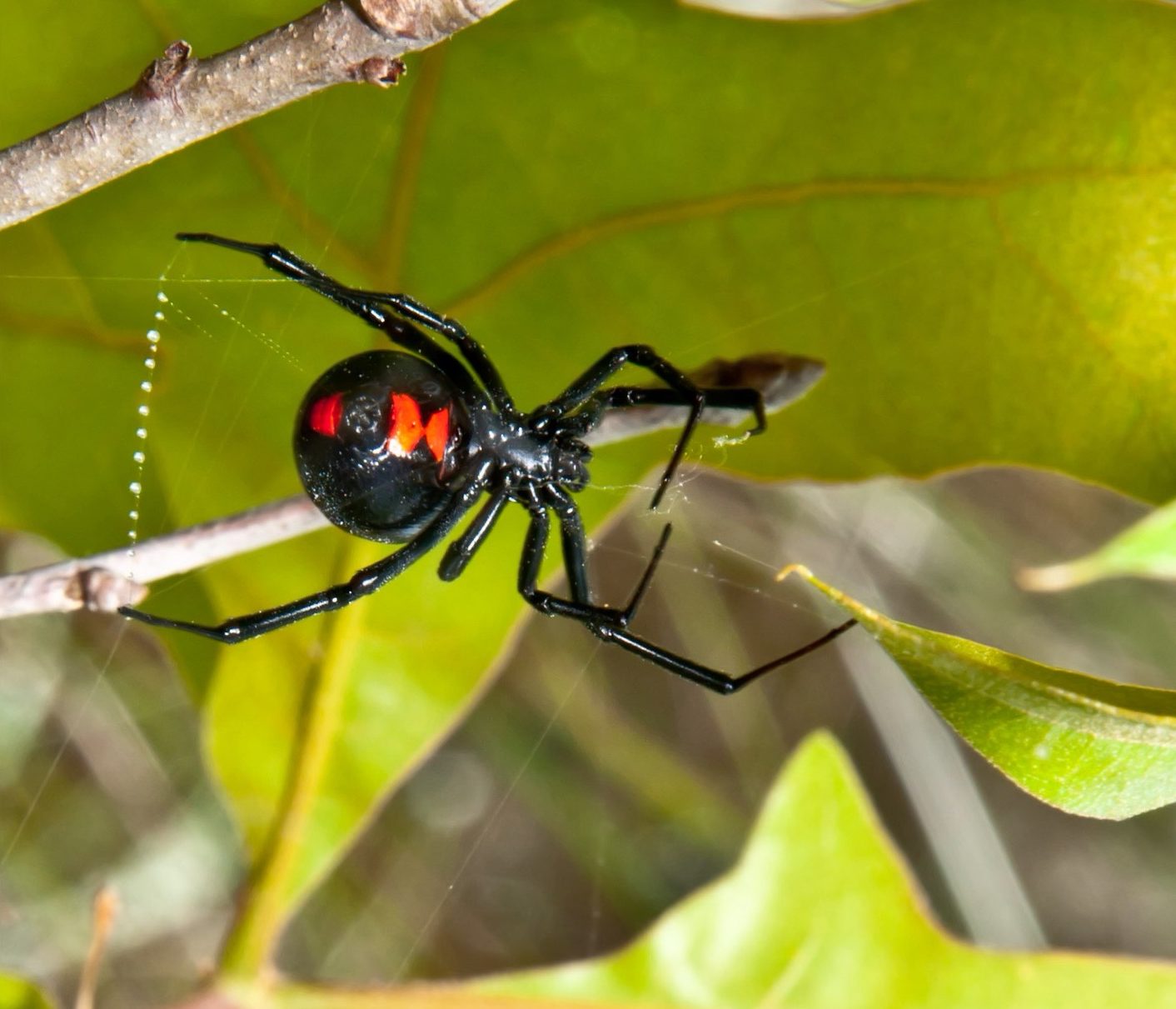 Black Widow spider pest library