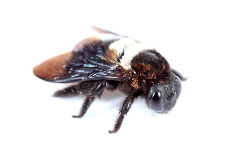 Carpenter Bees - pest library
