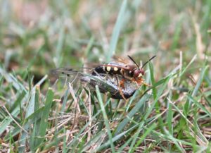 Cicada Killer wasp