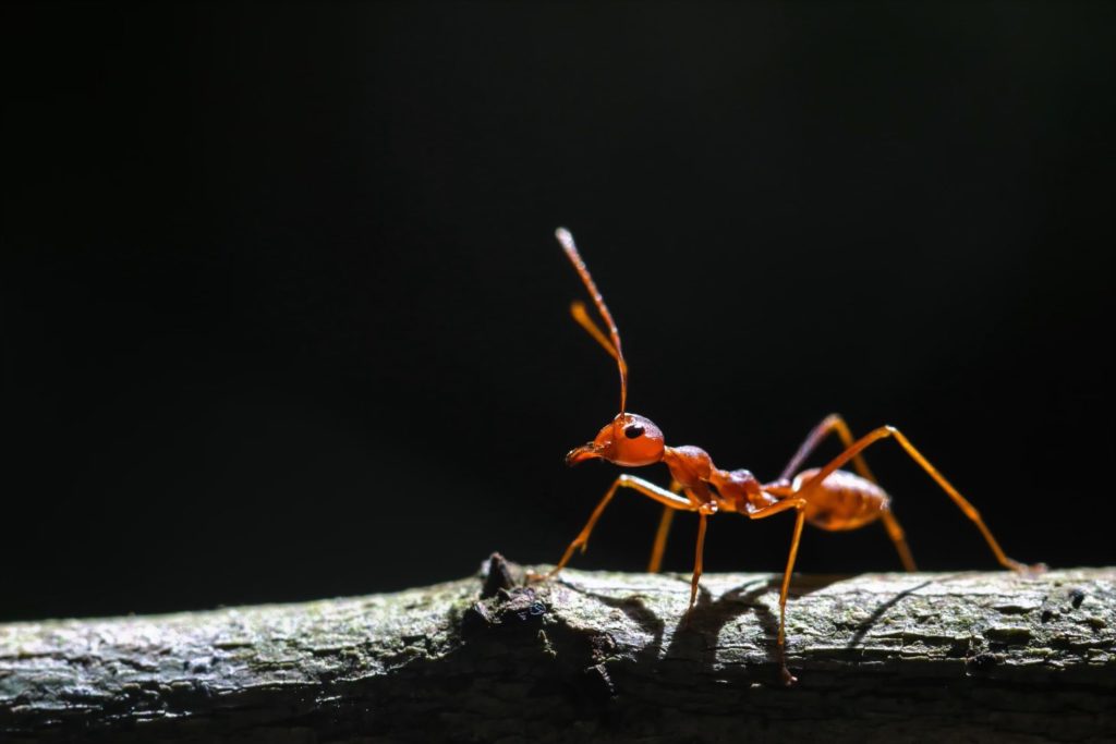 Red Ant