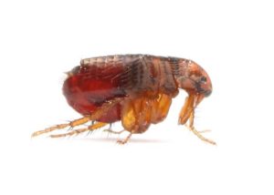 Curated visual reference: Visual Reference: Get Professional Advice On Fleas From Greengate Turf And Pest