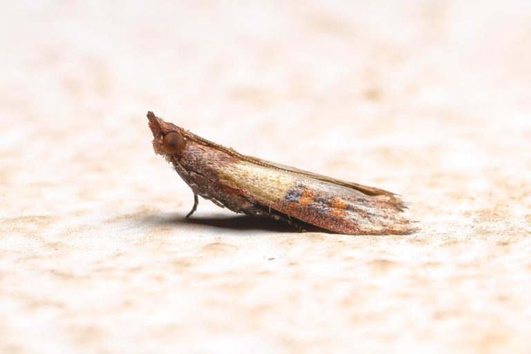 Indian Meal Moth - pest library