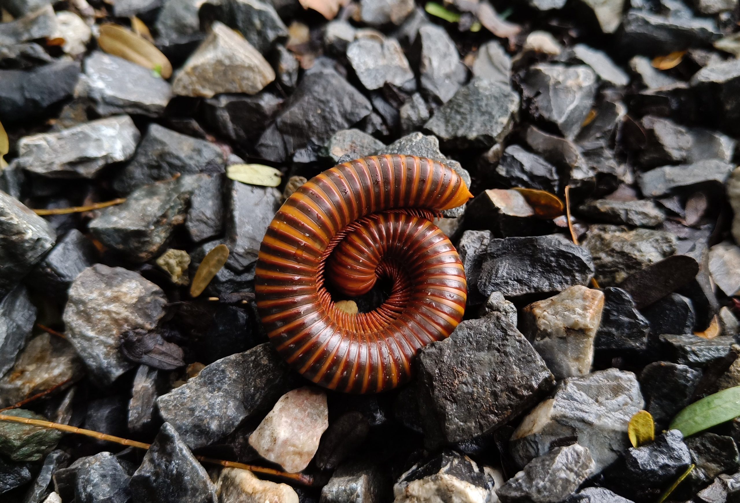 Millipede