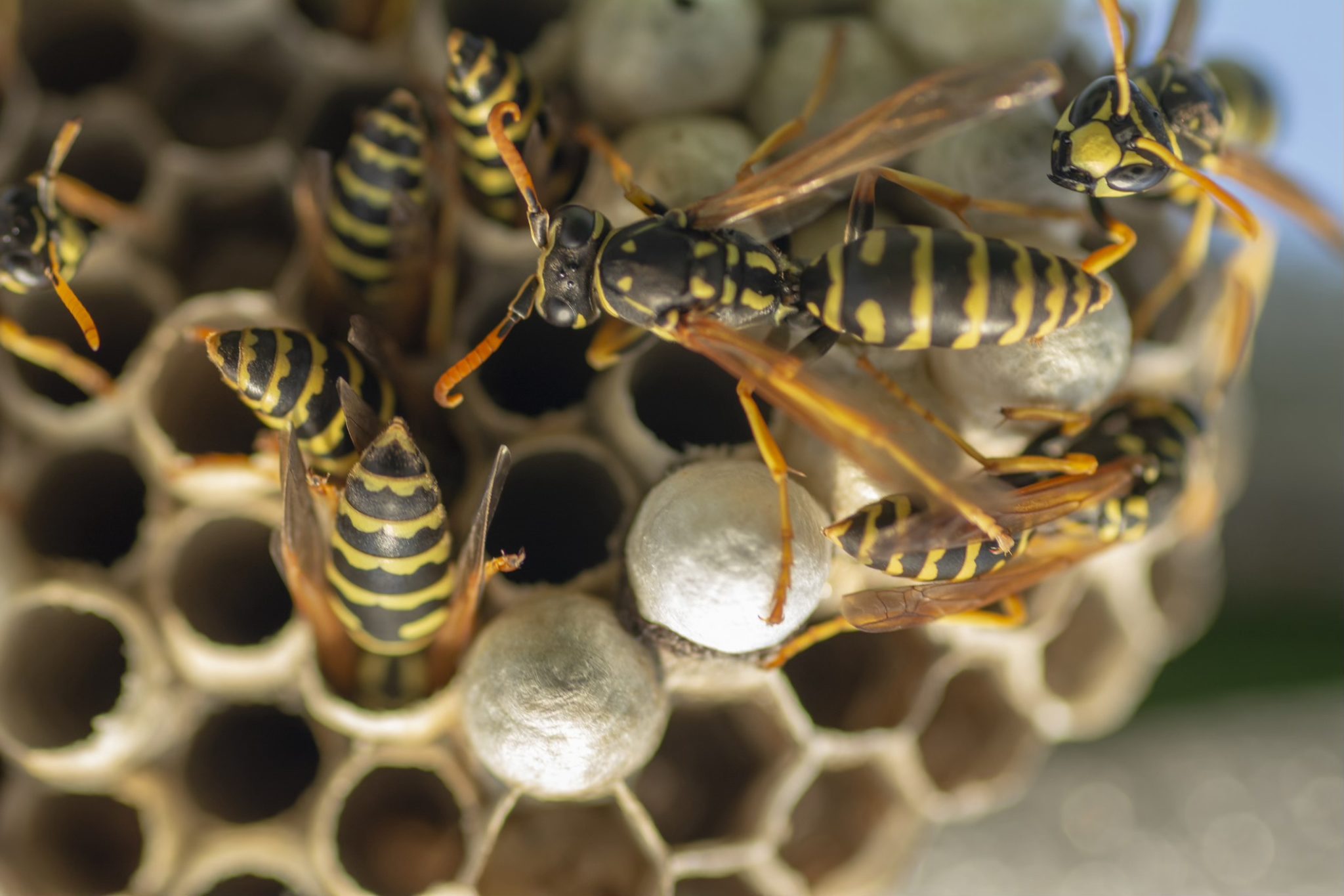Paper Wasp Information For Kids Paper Wasp Information For Kids