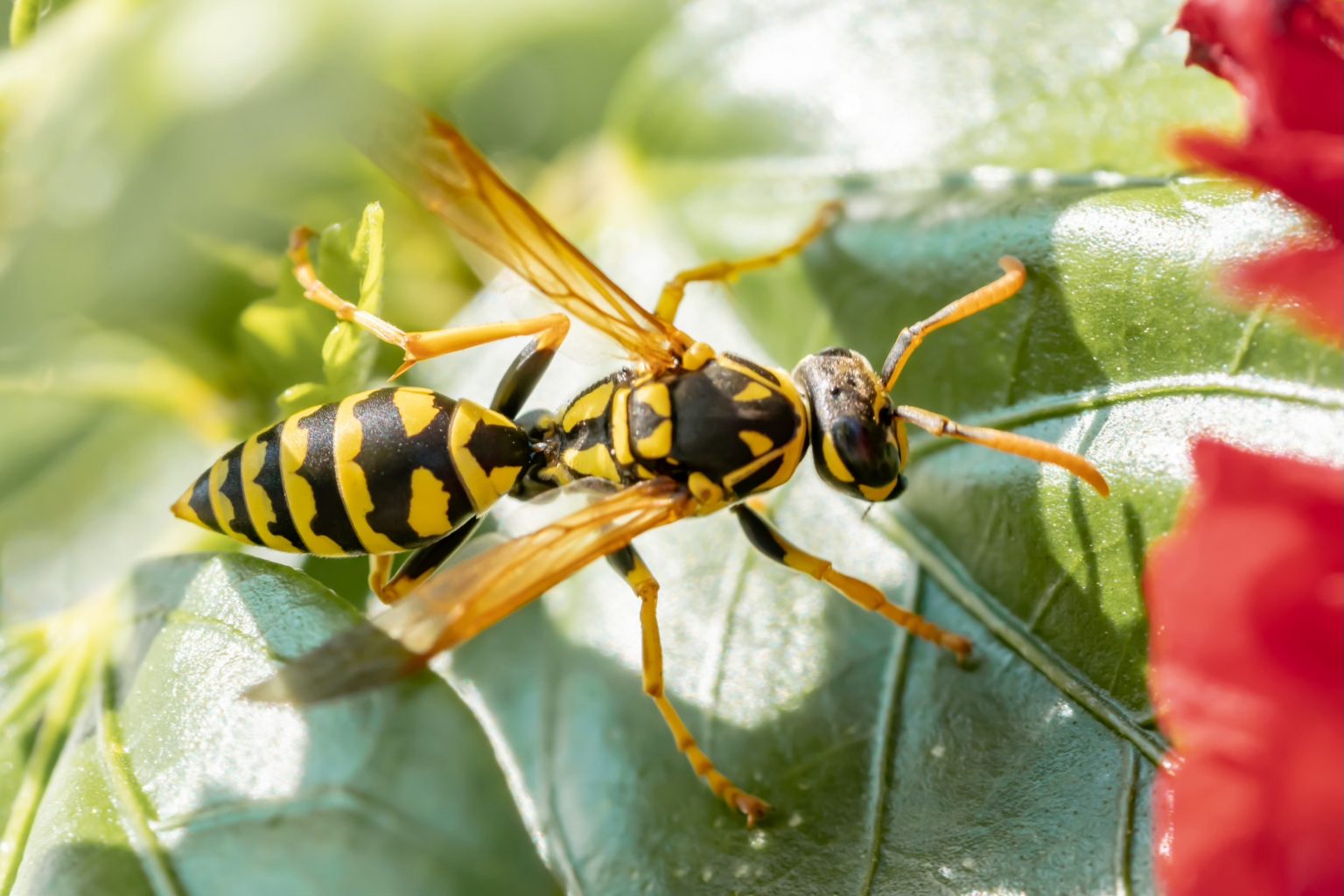 yellow jackets pest library