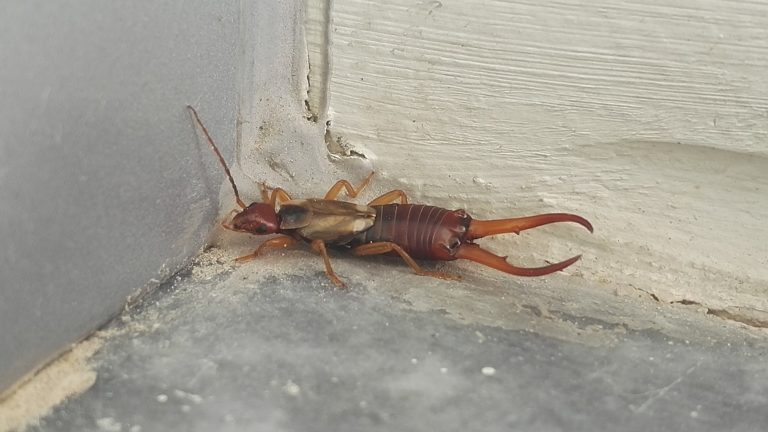 Earwig Pest Library