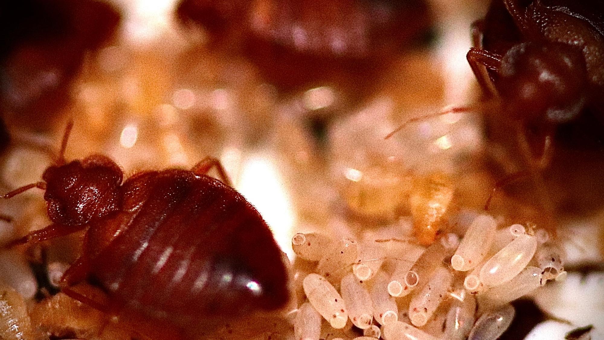 bed bug treatment move furniture out of bedroom