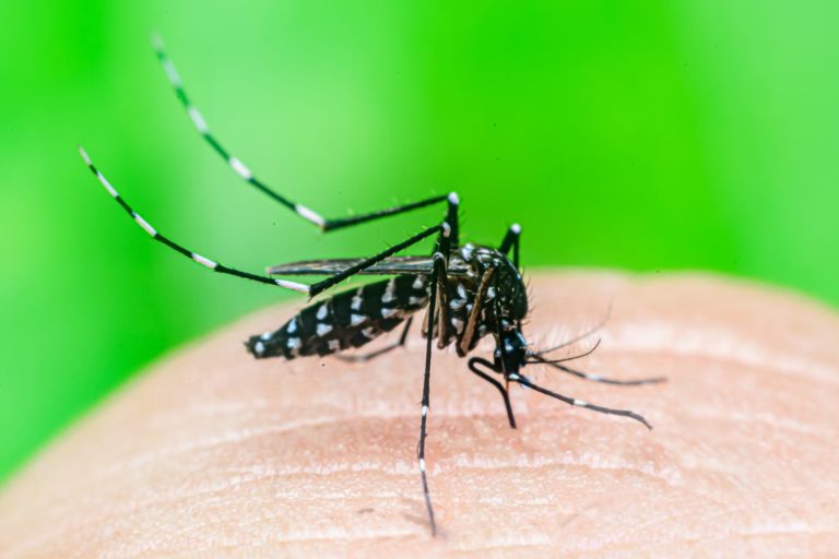 Aedes Mosquito on skin