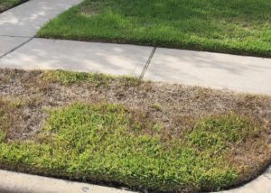 Chinch Bug Damage