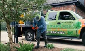 Tree Fertilization Service