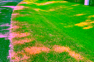 lawn hot spots