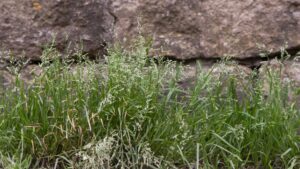 poa - grassy weed