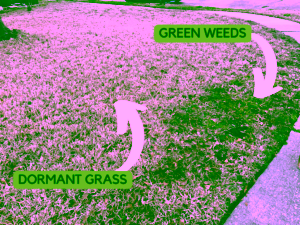 lawn fertilizer