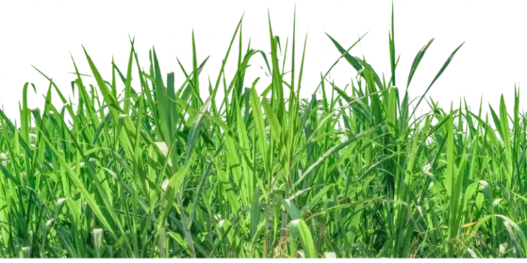 Transparent Grass Image in Houston, TX