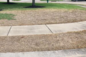 co-parenting your lawn, chinch bugs