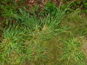 co-parenting your lawn
