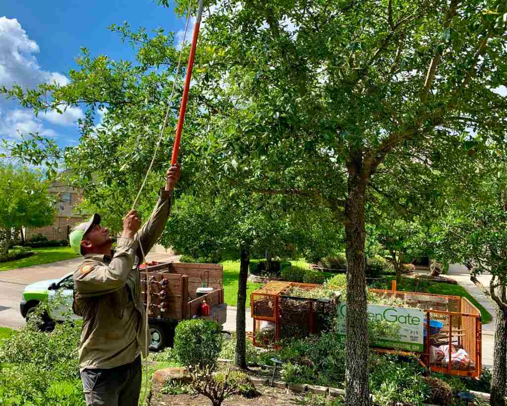 An individual maintaining the lawn and trimming the tree with a ladder in Houston, TX
