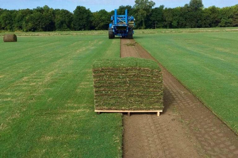 Zoysia grass kept together showcasing the process of installation service in Houston, TX