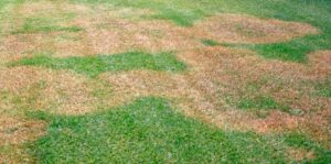 A Zoysia grass in Houston, TX, covered with a Brown patch showcasing the need for fertilization
