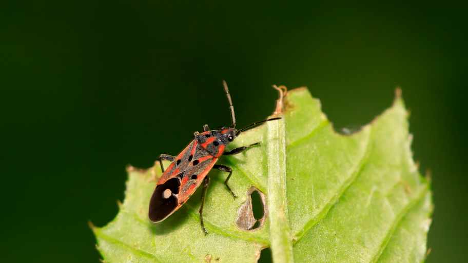 Chinch Bug