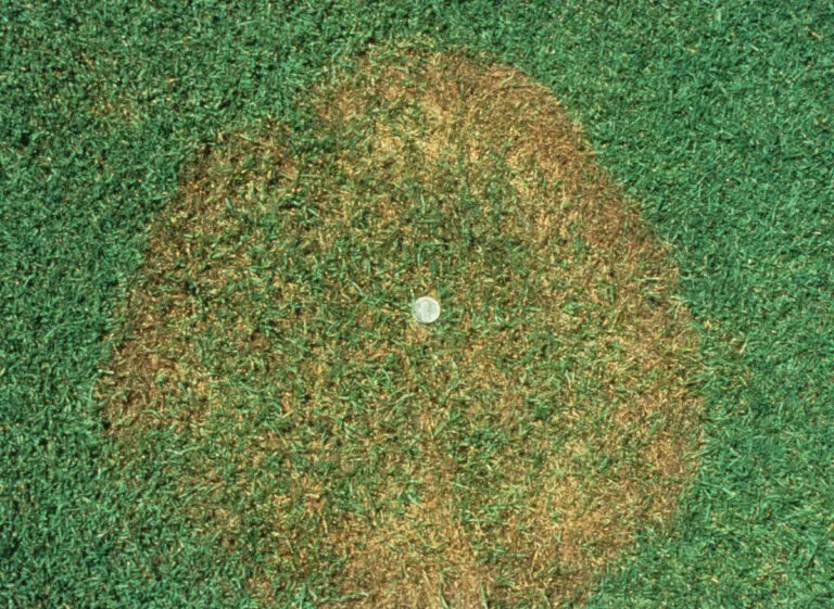 brown patches in your lawn