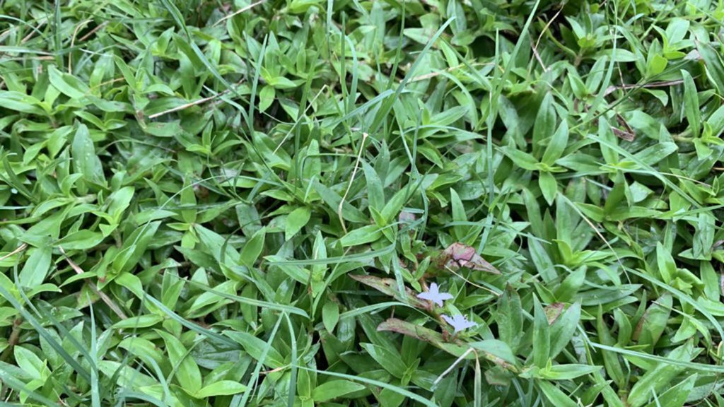 weeds in st augustine grass houston lawn weeds