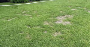army worms in lawn