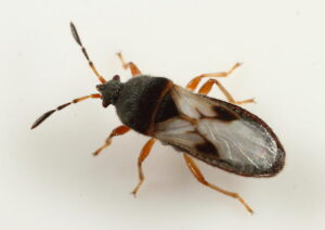 Chinch Bug