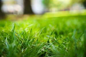 take all root rot