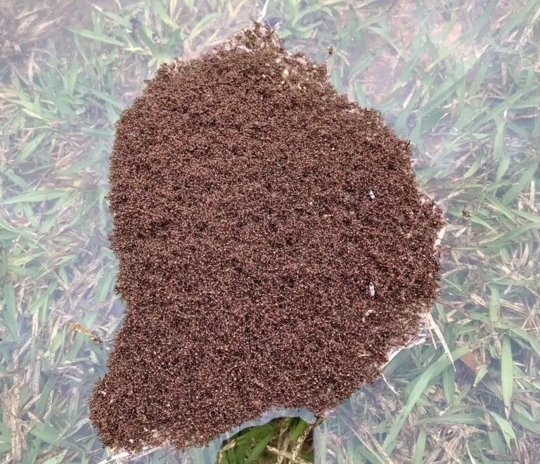 fire ant mounds