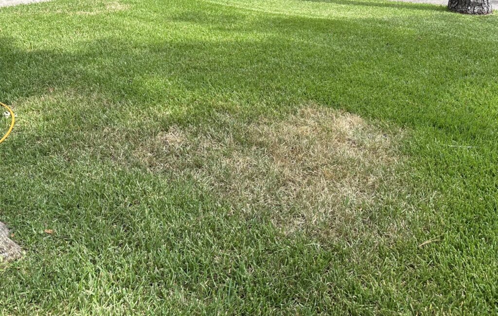 brown spots in grass, heat stress
