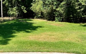 brown spots in grass