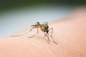 Mosquito on skin in Houston, TX in2care mosquito trap