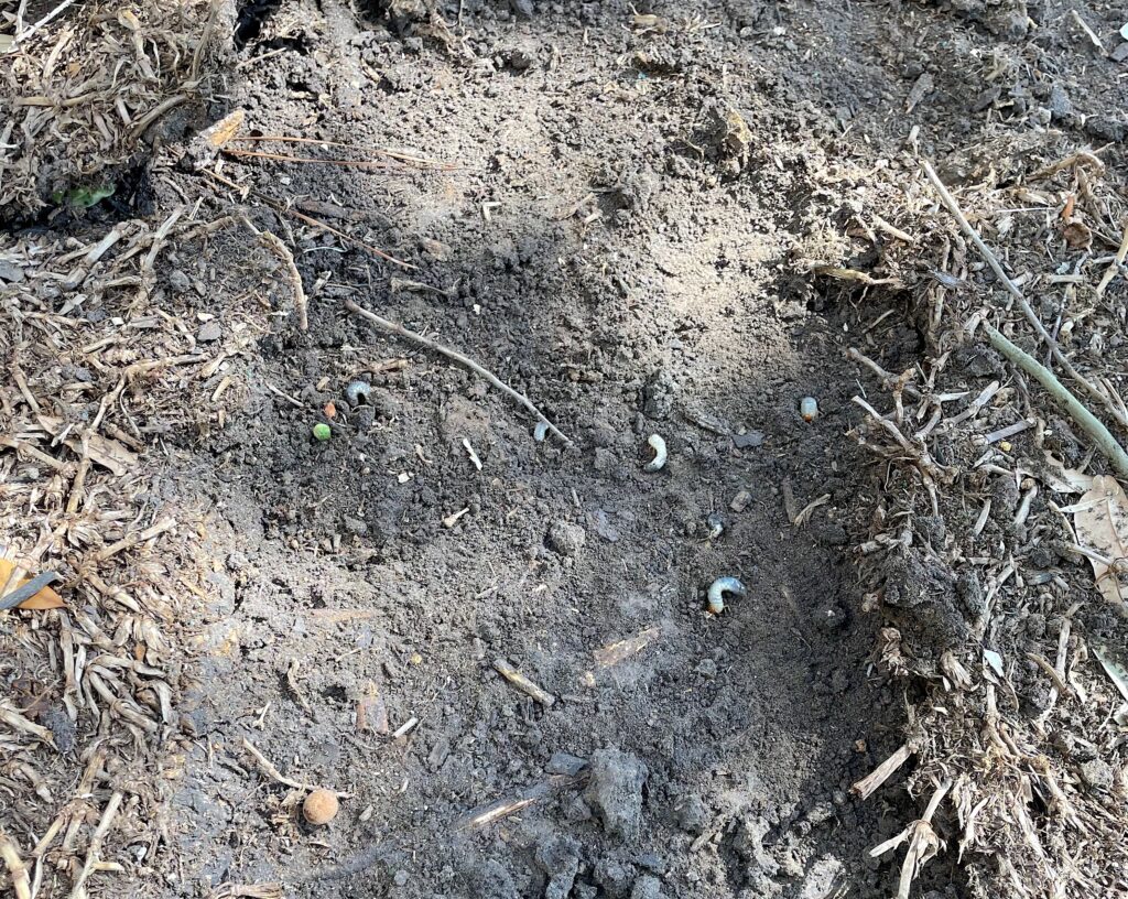 grub worms in lawn