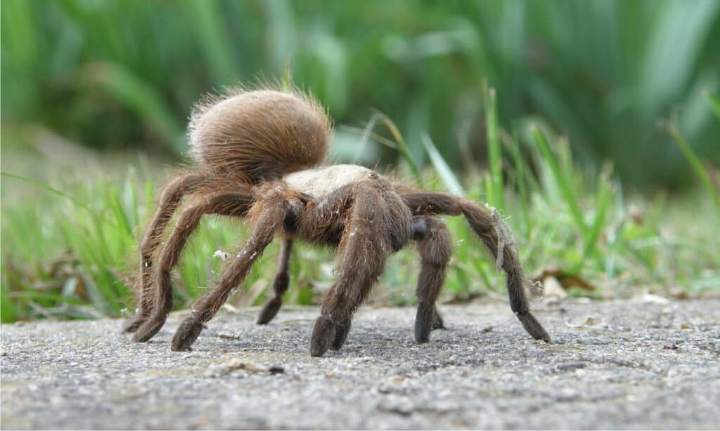 tarantula - home pest control