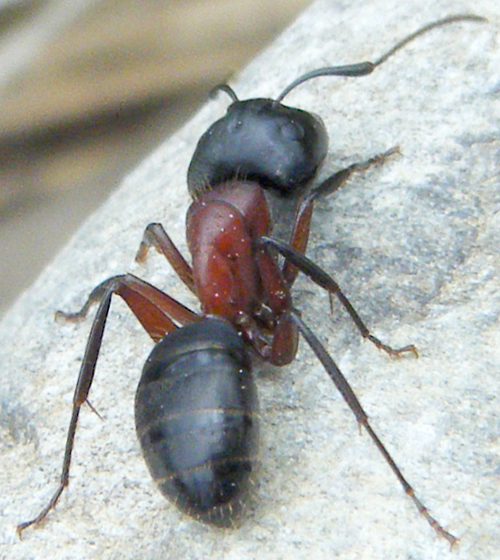Red Ants Vs Fire Ants - Black Ant with Red Marking