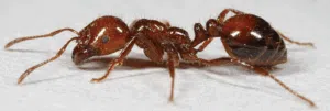 Imported Fire Ant - Source: LSU