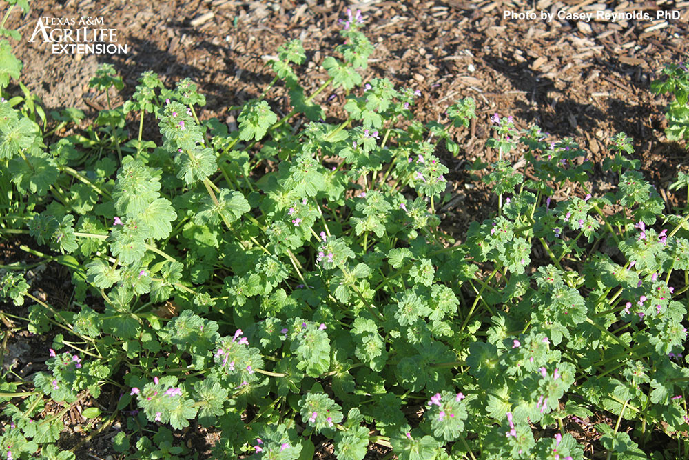 Henbit Weed (winter weed) in lawn - Prevent by applying a Fall Pre-emergent to the lawn