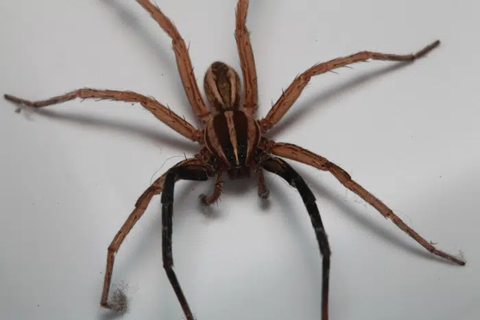 wolf spiders