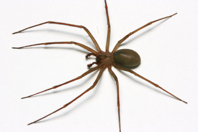 Brown Recluse size
